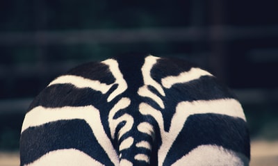 Black and white zebra fabric
